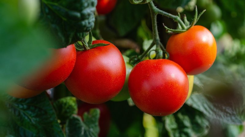 番茄小说网 示意图